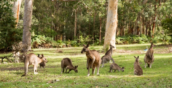 Zdjecie - Australia - Sydney