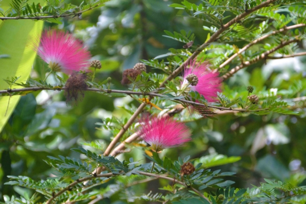 Zdjęcie z Tajlandii - Tajska flora