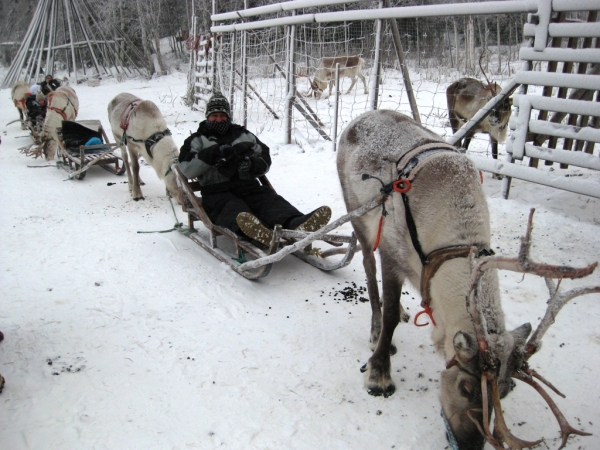 Zdjęcie z Finlandii - Safari z reniferami