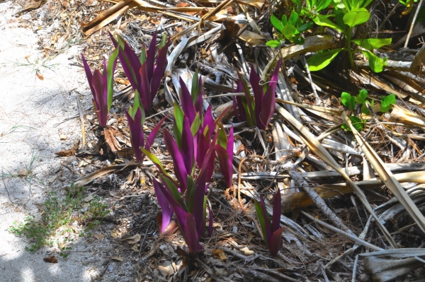 Zdjęcie z Vanuatu - Vanuacka flora