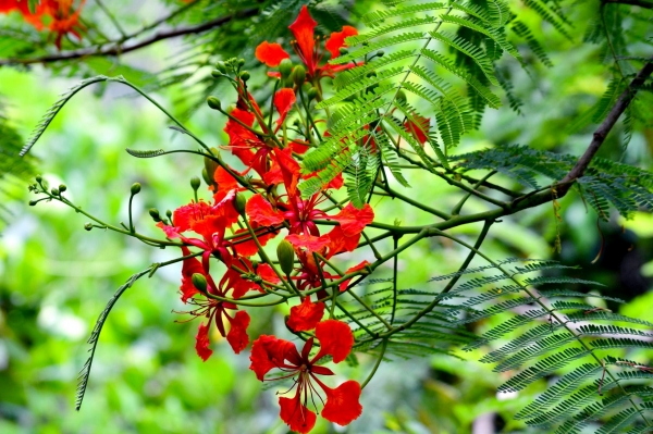 Zdjęcie z Nowej Kaledonii - Miejscowa flora