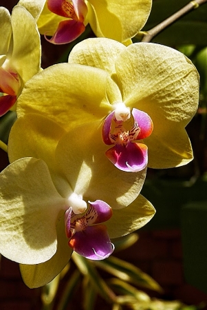 Zdjęcie ze Sri Lanki - ogród orchidei