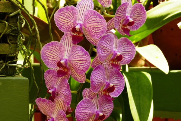 Zdjęcie ze Sri Lanki - ogród orchidei