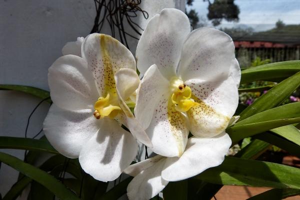 Zdjęcie ze Sri Lanki - ogród orchidei