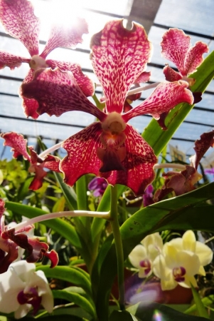 Zdjęcie ze Sri Lanki - ogród orchidei