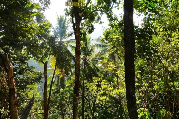 Zdjęcie ze Sri Lanki - gdzieś w lankijskim  lesie...