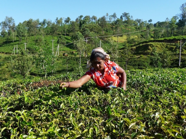 Zdjęcie ze Sri Lanki - tamilskie zbieraczki herbaty