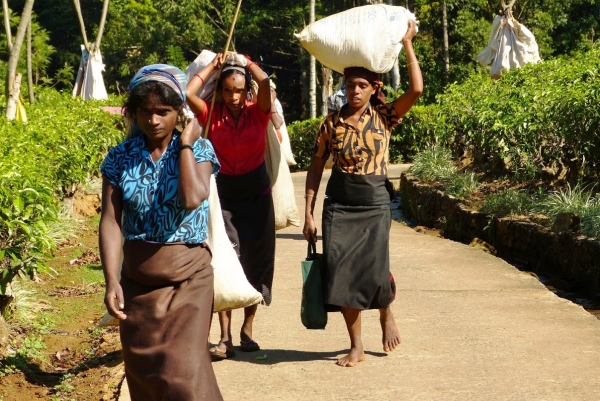 Zdjęcie ze Sri Lanki - tamilki na plantacji herbaty