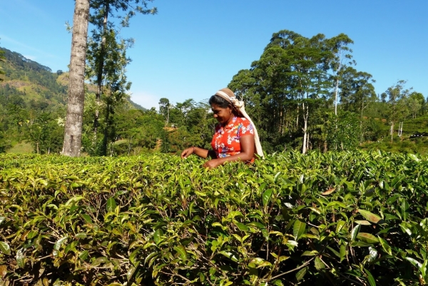 Zdjęcie ze Sri Lanki - tamilki na plantacji herbaty