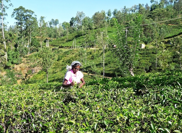 Zdjęcie ze Sri Lanki - tamilskie zbieraczki herbaty