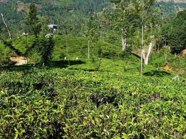 Zdjęcie ze Sri Lanki - bye-bye tea fields....