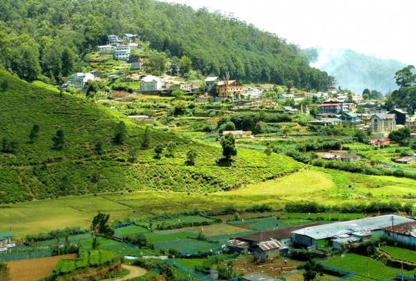 Zdjęcie ze Sri Lanki - Nuwara Eliya