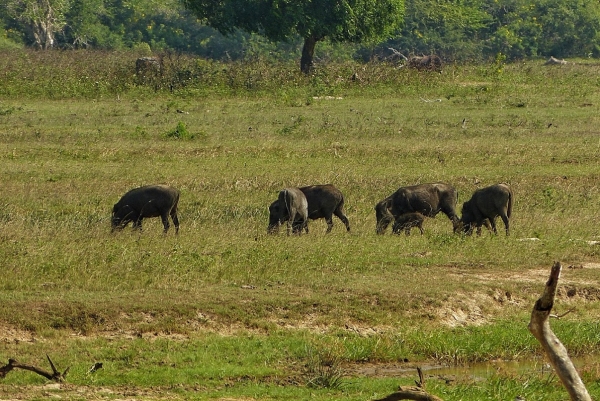 Zdjęcie ze Sri Lanki - dzikie świnie w Parkach Narodowych Sri Lanki to bardzo częsty widok