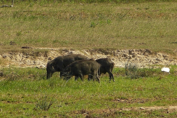 Zdjęcie ze Sri Lanki - świnki jak to świnki: chodzą sobie i ryją ziemię...