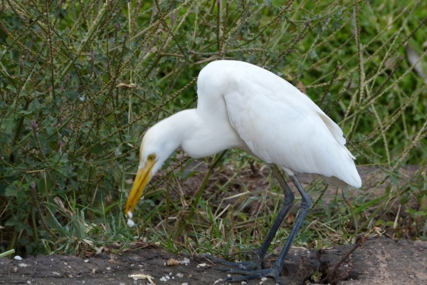 Zdjęcie ze Sri Lanki -  tzw: crane