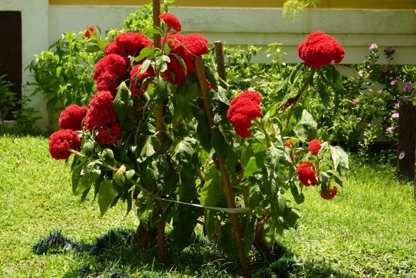 Zdjęcie ze Sri Lanki - hotelowa flora