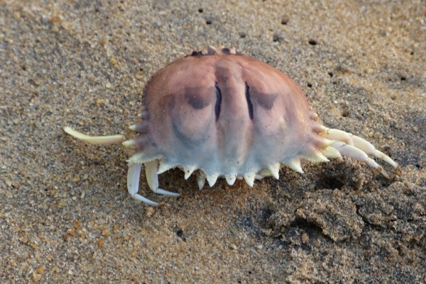 Zdjęcie ze Sri Lanki - krabowe zwłoki na plaży 2....