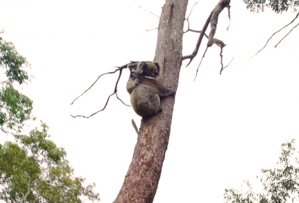 Zdjęcie z Australii - Mama koala z maluchem