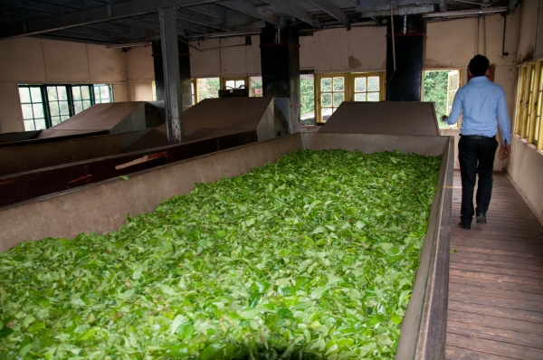 Zdjęcie ze Sri Lanki - w fabryce herbaty