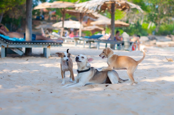 Zdjęcie ze Sri Lanki - na plaży, na ulicy, wszędzie mnóstwo psów