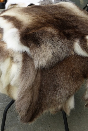 Zdjęcie z Norwegii - reniferowe futro jest przemiłe w dotyku, tak mięciutńkie, że naprawdę trudno im się oprzeć...