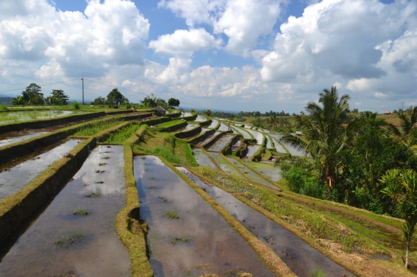 Zdjęcie z Indonezji - Tarasy ryzowe Jatiluwih