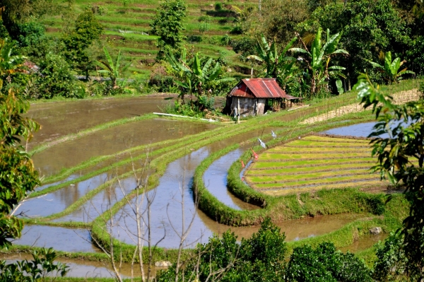 Zdjęcie z Indonezji - Wszedzie pola ryzowe