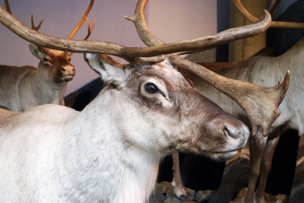 Zdjęcie z Norwegii - muzeum w Centrum Natury Hardangervidda