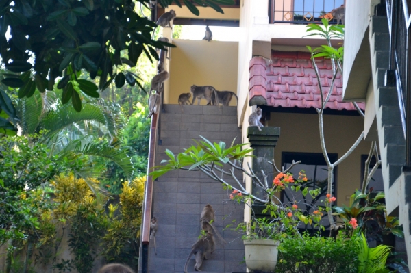 Zdjęcie z Indonezji - Hotel Champlung Sari opanowany przez makaki :)