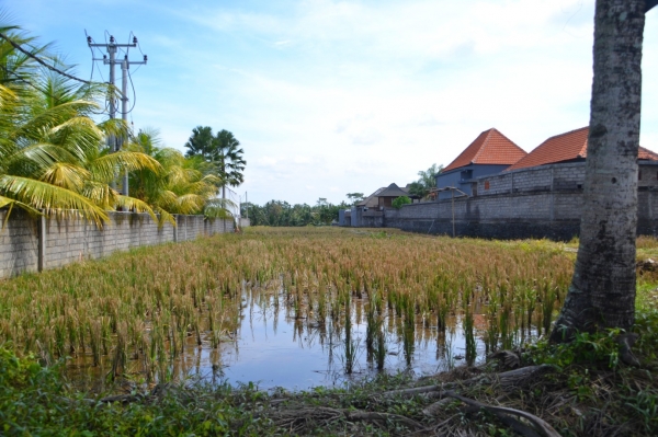 Zdjęcie z Indonezji - Przedmiescia Ubud