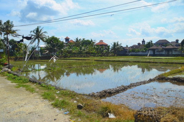 Zdjęcie z Indonezji - Przedmiescia Ubud