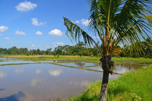 Zdjęcie z Indonezji - Przedmiescia Ubud