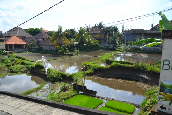 Zdjęcie z Indonezji - Przedmiescia Ubud