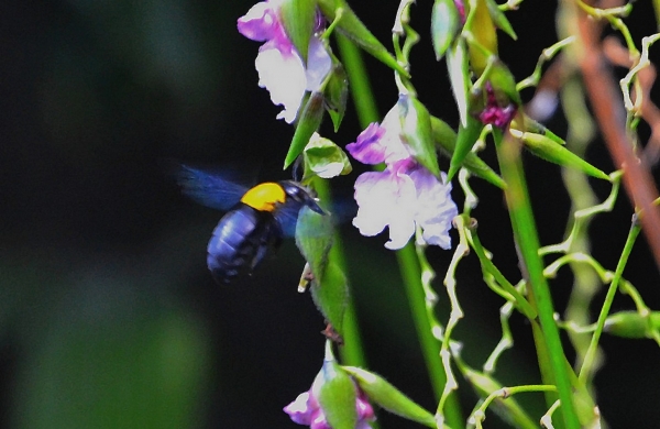 Zdjęcie z Indonezji - Fauna i flora 