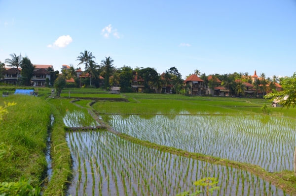 Zdjęcie z Indonezji - Przedmiescia Ubud