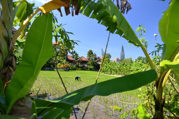 Zdjęcie z Indonezji - Przedmiescia Ubud