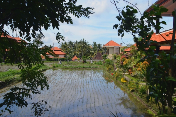 Zdjęcie z Indonezji - Ubudzkie przedmiescia