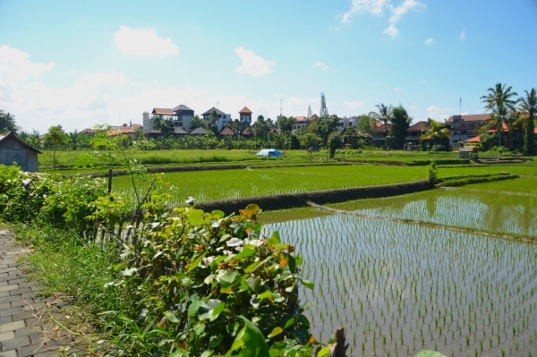 Zdjęcie z Indonezji - Przedmiescia Ubud