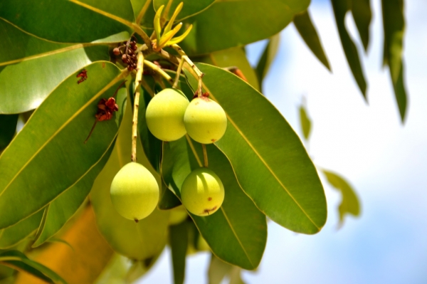 Zdjęcie z Vanuatu - Miejscowa flora