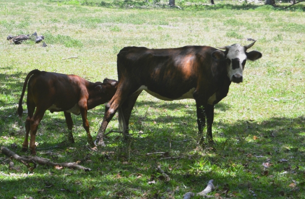 Zdjęcie z Vanuatu - Czas na przekaske :)