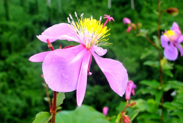 Zdjęcie z Vanuatu - Miejscowa flora