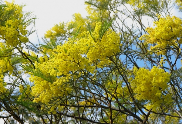 Zdjęcie z Australii - Zimowa flora