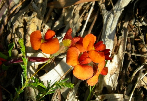 Zdjęcie z Australii - Zimowa flora