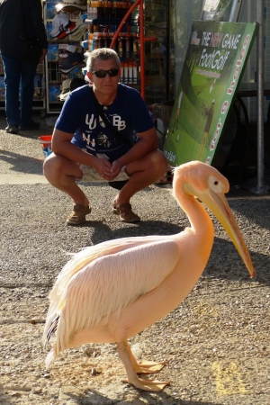 Zdjęcie z Cypru - pelikan różowy - baba (Pelecanus onocrotalus)