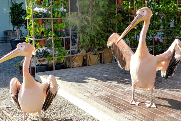 Zdjęcie z Cypru - cudne różowe Pelecanus onocrotalus :)