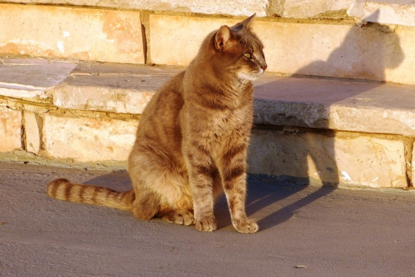 Zdjęcie z Cypru - mięciutki i bardzo przyjacielski kociak; 