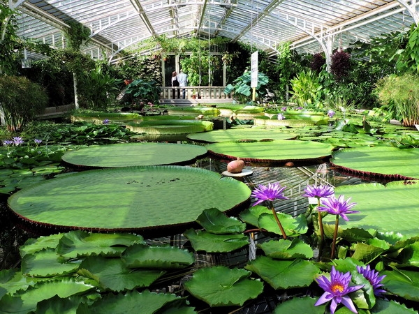 Zdjęcie z Niemiec - Monachium - ogród botaniczny