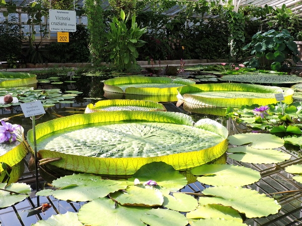 Zdjęcie z Niemiec - Monachium - ogród botaniczny