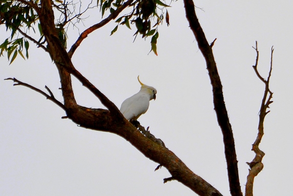 Zdjęcie z Australii - Kakadu żółtoczuba