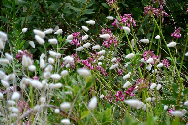 Zdjęcie z Australii - Miejscowa flora